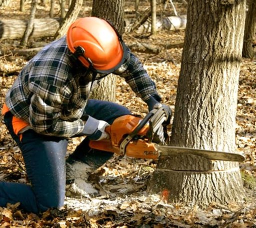 Tree Removal in Guilford, ME